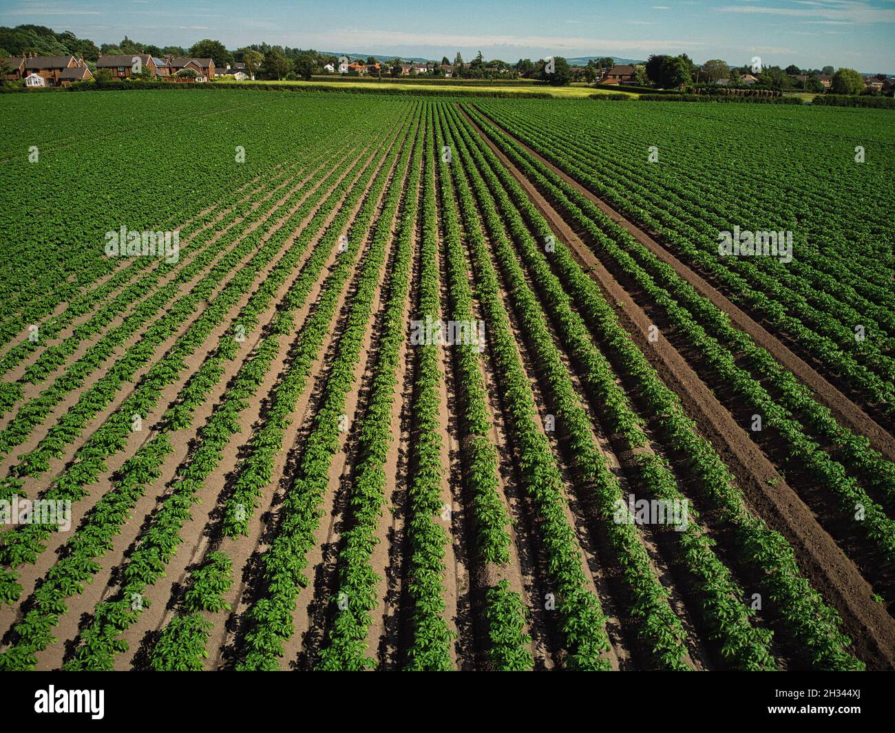 Modello campo orzo verde inglese Foto Stock