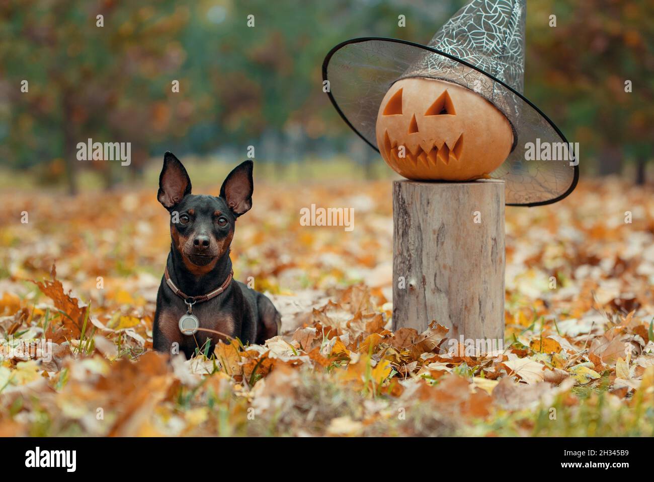 piccolo cane pinscher nel parco con testa di zucca halloween primo piano Foto Stock