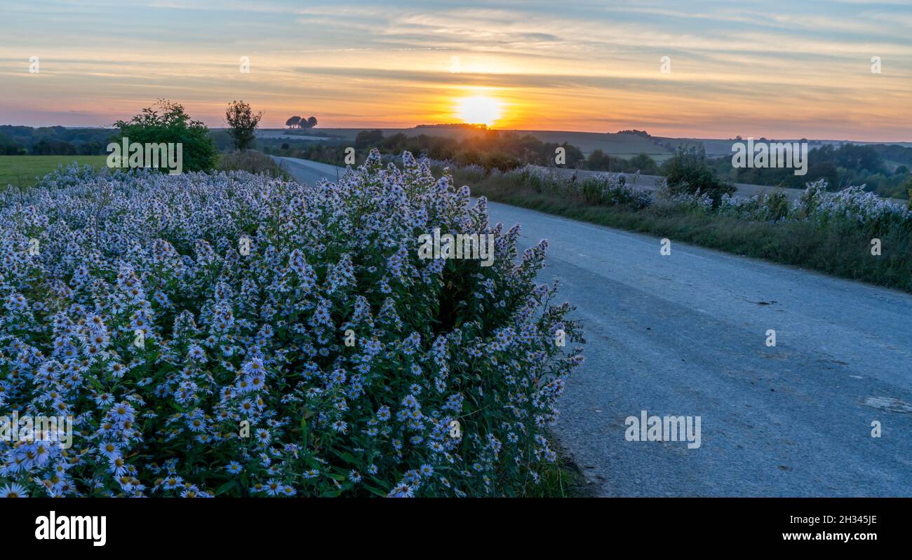 Guardando lungo un verge di alte stelle bianche in fiore (Symphyotrichum, Michaelmas Daisy) verso un tramonto dorato, Wiltshire UK Foto Stock