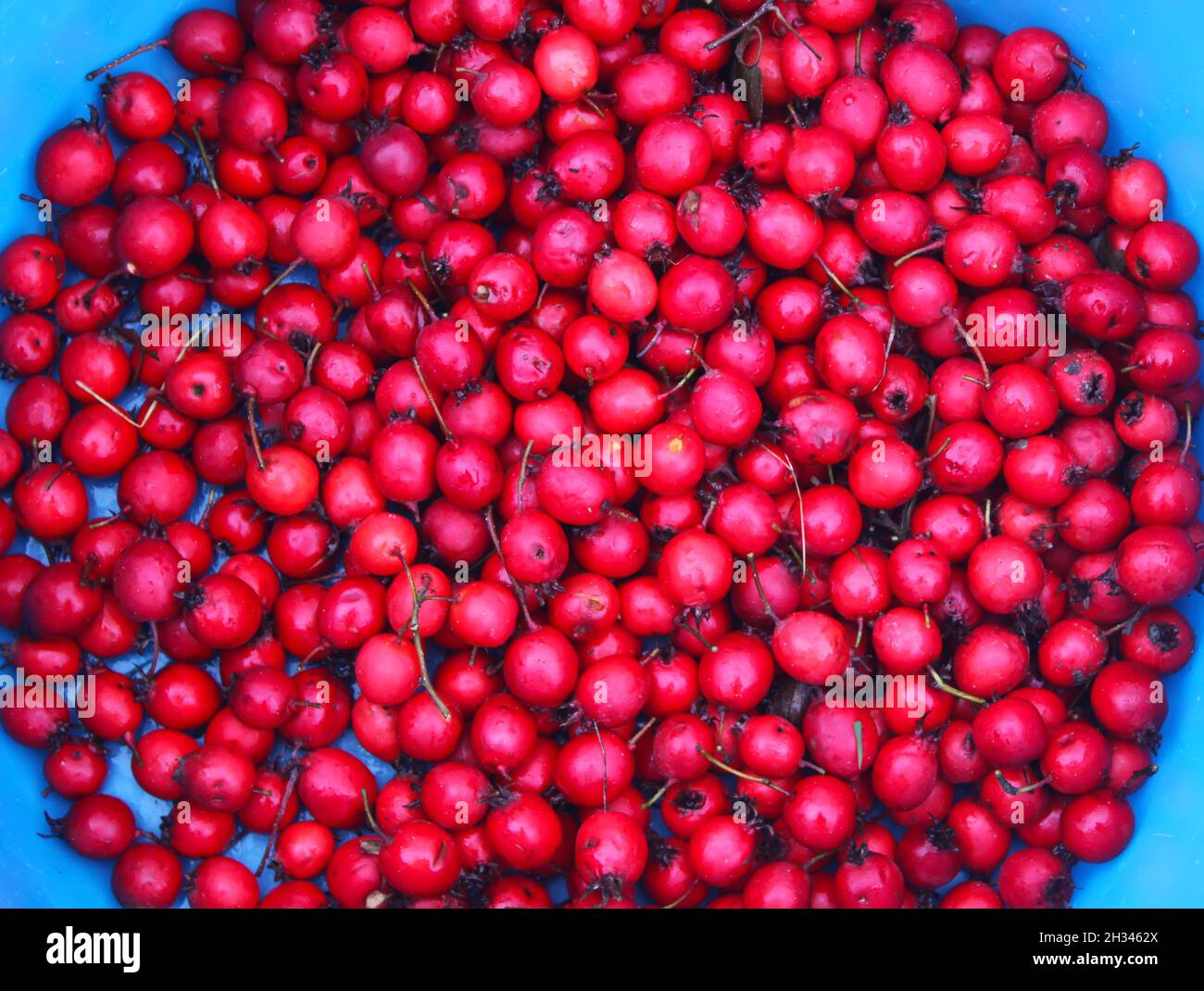 Bacche rosse mature di mela di spina o di crataegus, pianta di biancospino comune. Foto Stock