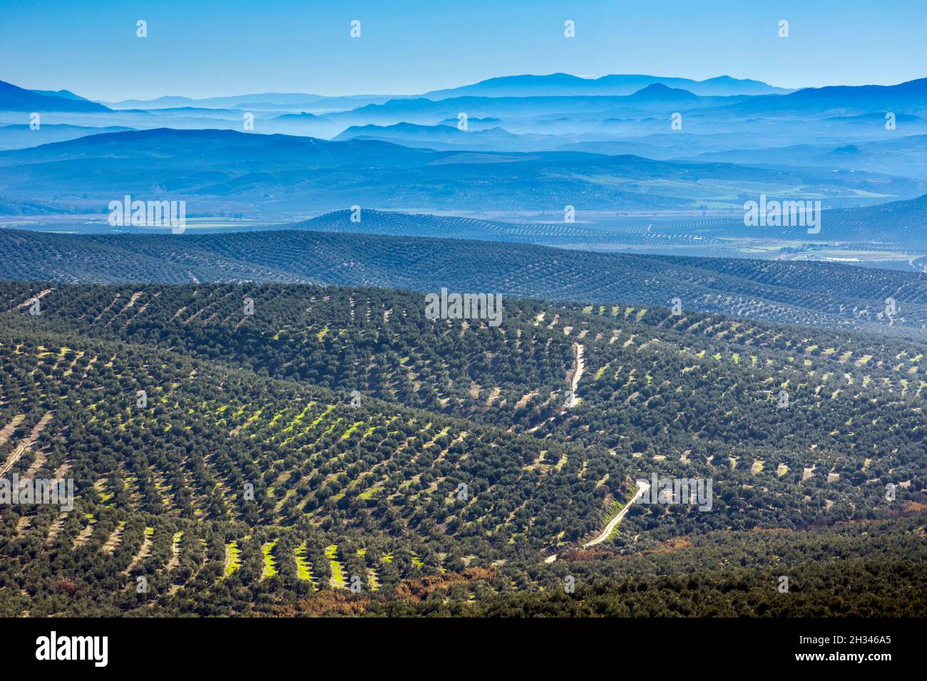 Oliveti di fronte a Ubeda, provincia di Jaen, Andalusia, Spagna meridionale. Foto Stock