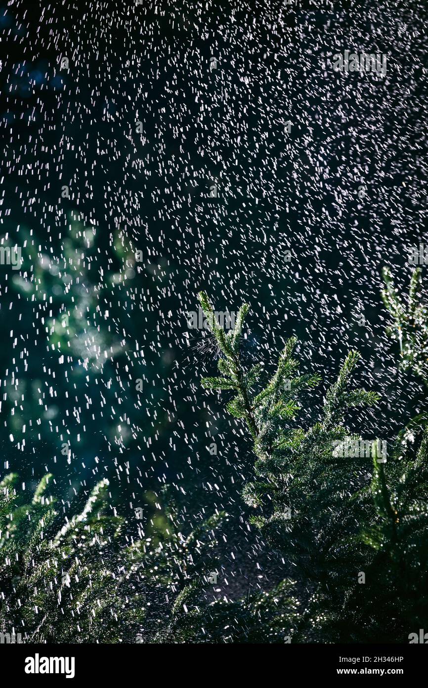 La foresta di abete sotto una doccia a pioggia pesante in estate. Fresco  sfondo piovoso estate. Temporale Foto stock - Alamy