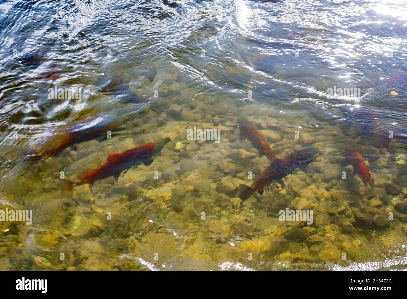 Salmone Sockeye nelle acque poco profonde del fiume Stellako. Foto Stock