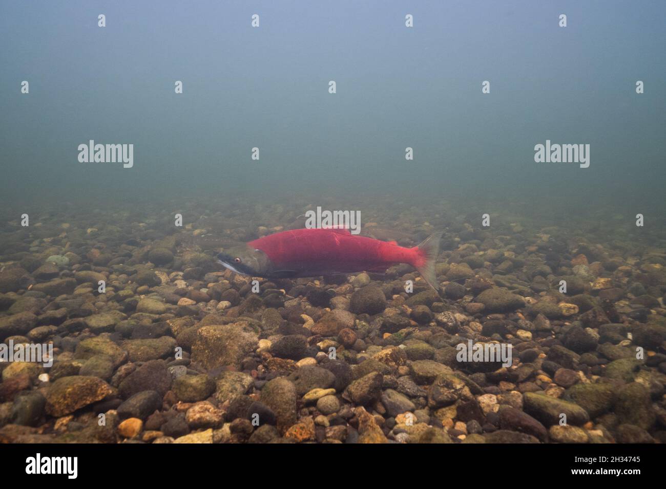 Calze maschio nei suoi terreni di riproduzione in un affluente del fiume Fraser vicino alla città di Vanderhoof, nella Columbia Britannica, Canada. Foto Stock