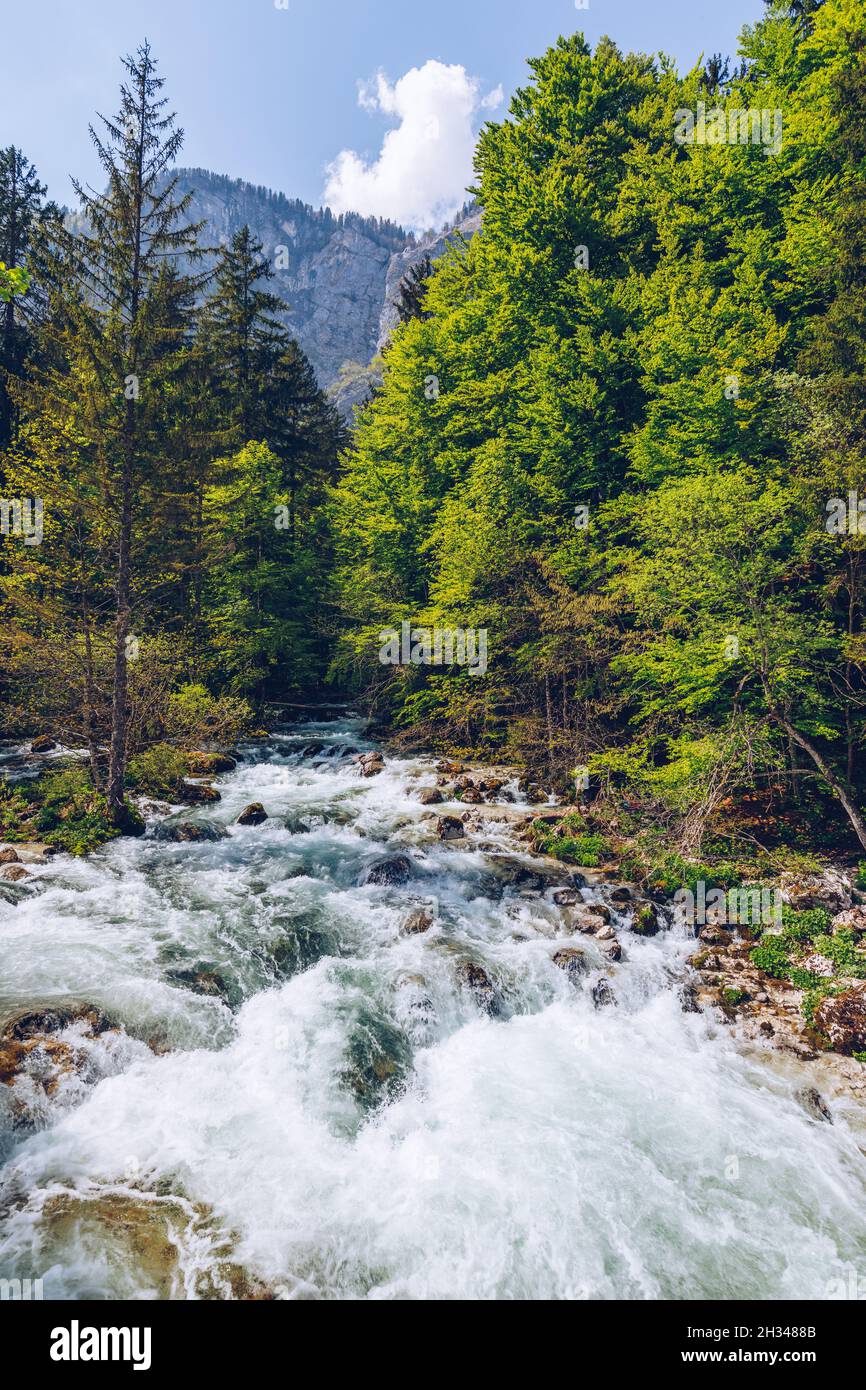 Il freddo ruscello di montagna proveniente dalla cascata Savica, fiume Sava vicino al lago di Bohinj, Alpi slovene, Slovenia. Il Sava Bohinjka è un headwater della Sava Foto Stock