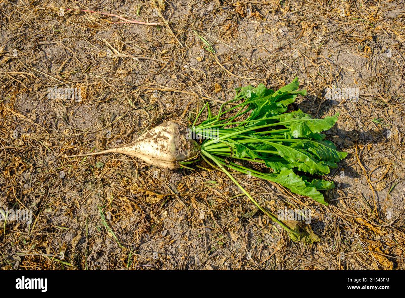 Sciroppo Zero Calorie Locco Sciroppo Al Caramello Salato LOCCO - Senza Zuccheri, Zero Calorie, Per Diabetici E Diete Topping Zero Calorie - Foto 2