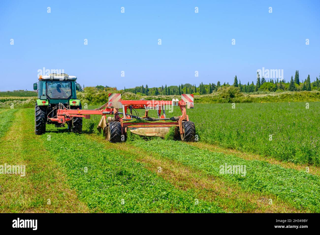 trattore rosso in un campo agricolo durante la falciatura dell'erba per insilato Foto Stock
