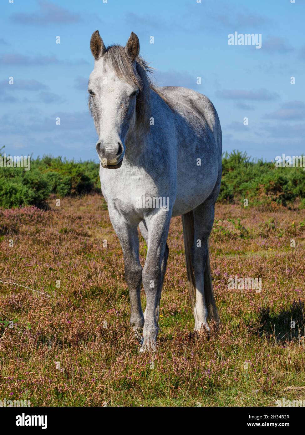 Gray New Forest Pony, The New Forest, Hampshire, Regno Unito Foto Stock