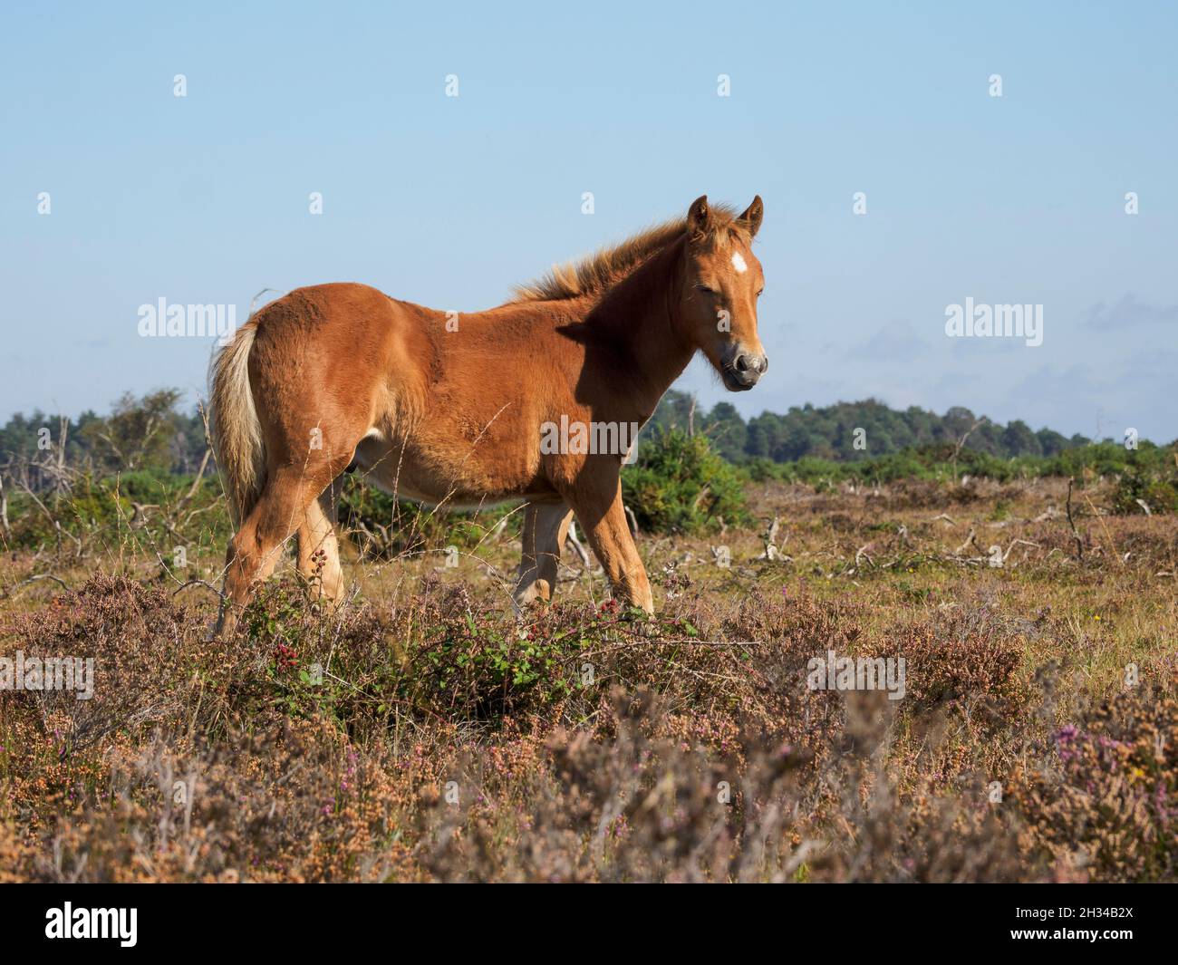 New Forest Pony Foal, The New Forest, Hampshire, Regno Unito Foto Stock