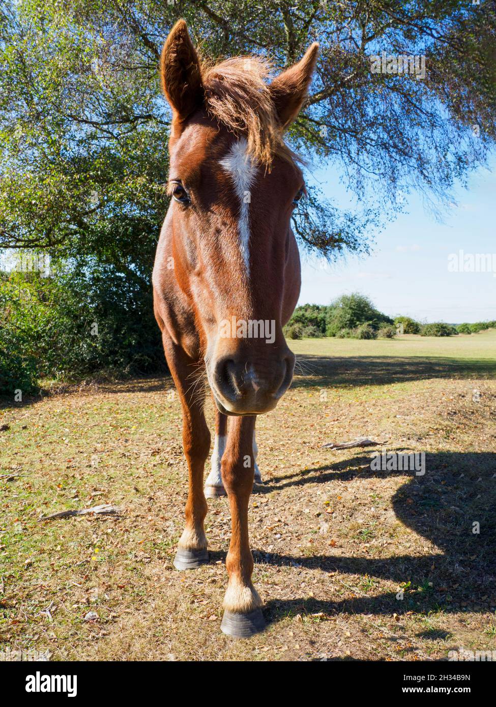 New Forest Pony Foal, The New Forest, Hampshire, Regno Unito Foto Stock