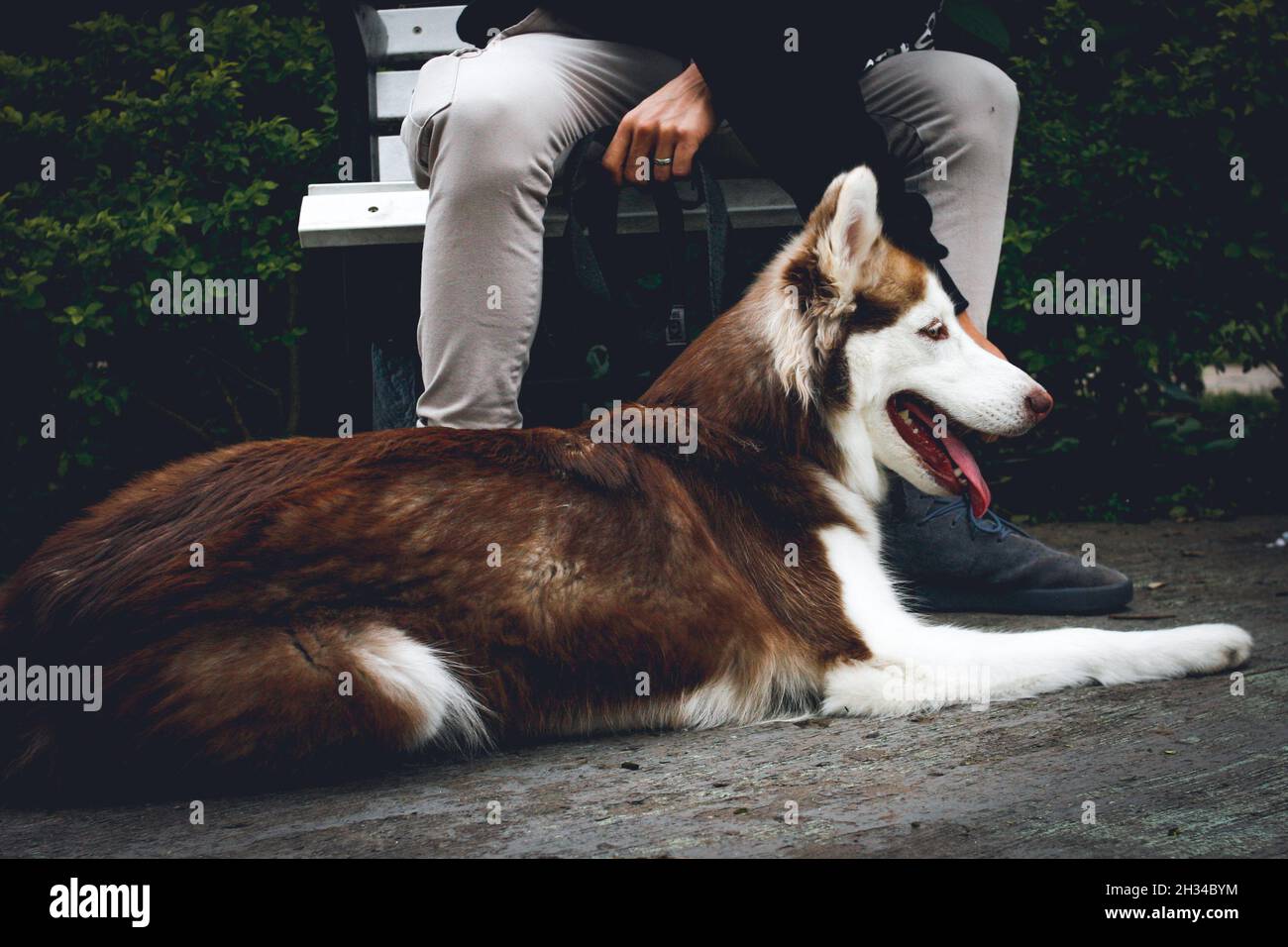 Cane Husky siberiano nel parco situato vicino al suo proprietario Foto Stock