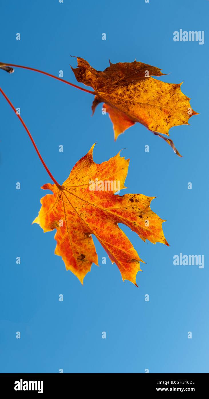 Foglia di acero in autunno colori Foto Stock