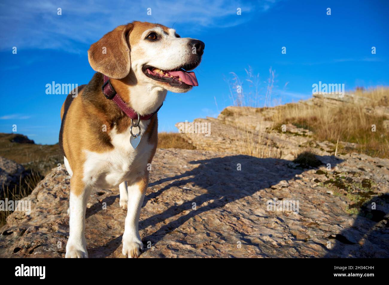 vecchio cane beagle seduto sulle rocce in cima alla montagna, niffare animali selvatici Foto Stock