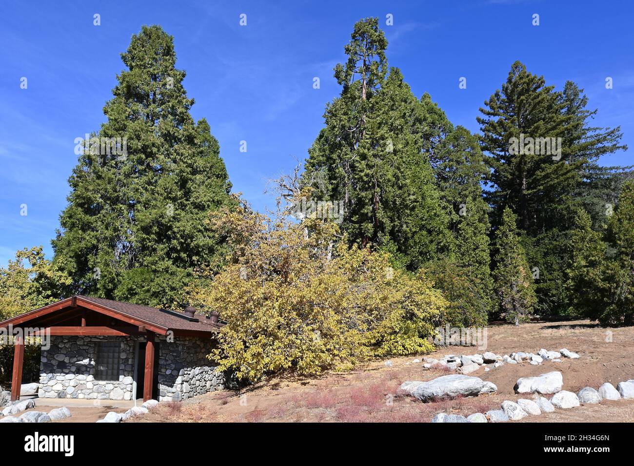 OAK GLEN, CALIFORNIA - 21 Oct 2021: Conifere della zona della California del Wildlands Conservancy Oak Glen Preserve ai piedi del San Bernardino Foto Stock