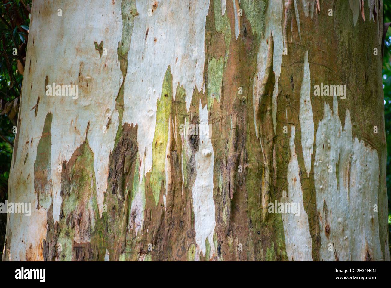 Trama della corteccia di un albero in un giardino botanico a Batumi Foto Stock