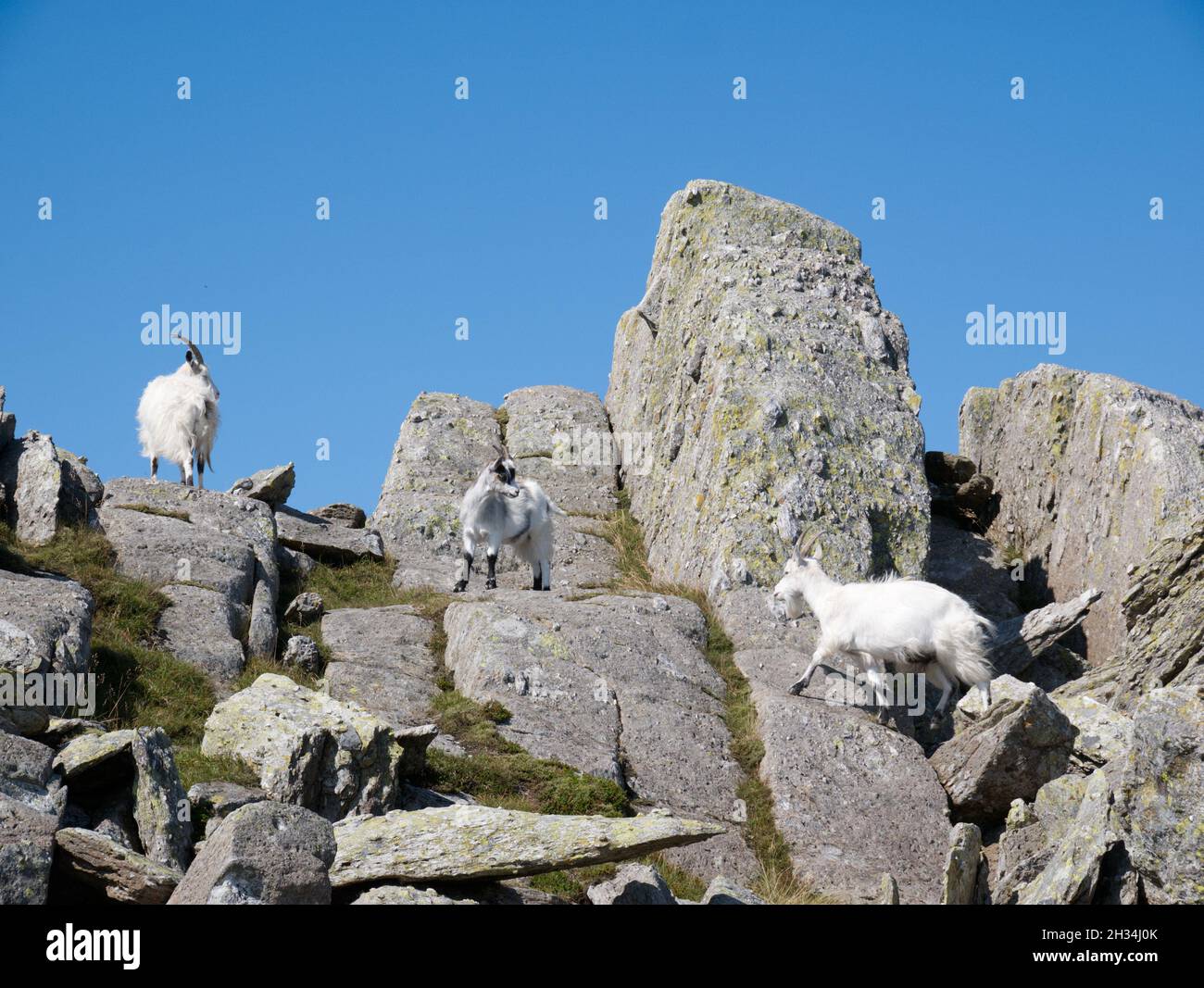 Le capre feriche di montagna sulla cima rocciosa di Glyder Fach, Snowdonia National Park, Galles Foto Stock