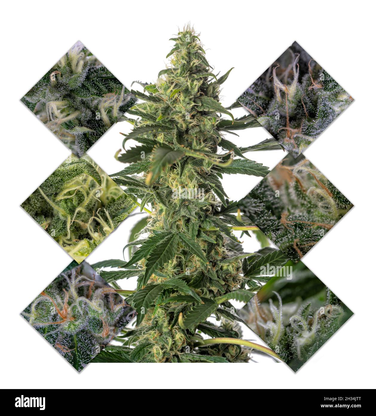 Un collage di pianta di cannabis Skunk isolato su bianco Foto Stock