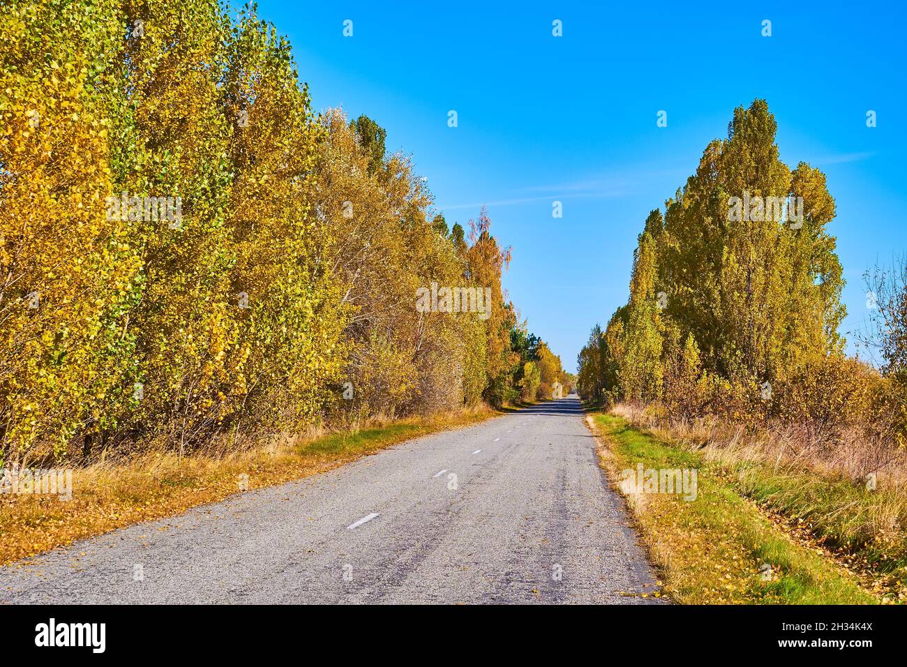 L'autunno è una stagione magica per godersi la natura dorata durante il viaggio in auto, Ucraina Foto Stock
