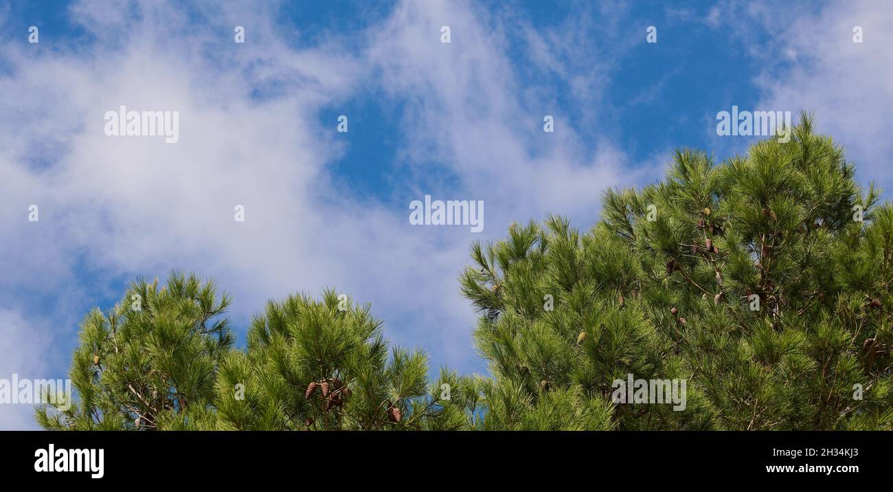 banner di sfondo con bel pino verde su cielo azzurro nuvoloso estivo, spazio copia Foto Stock
