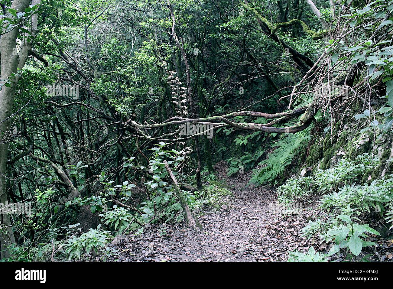 Sendero las siete Huertas en Taganana Foto Stock