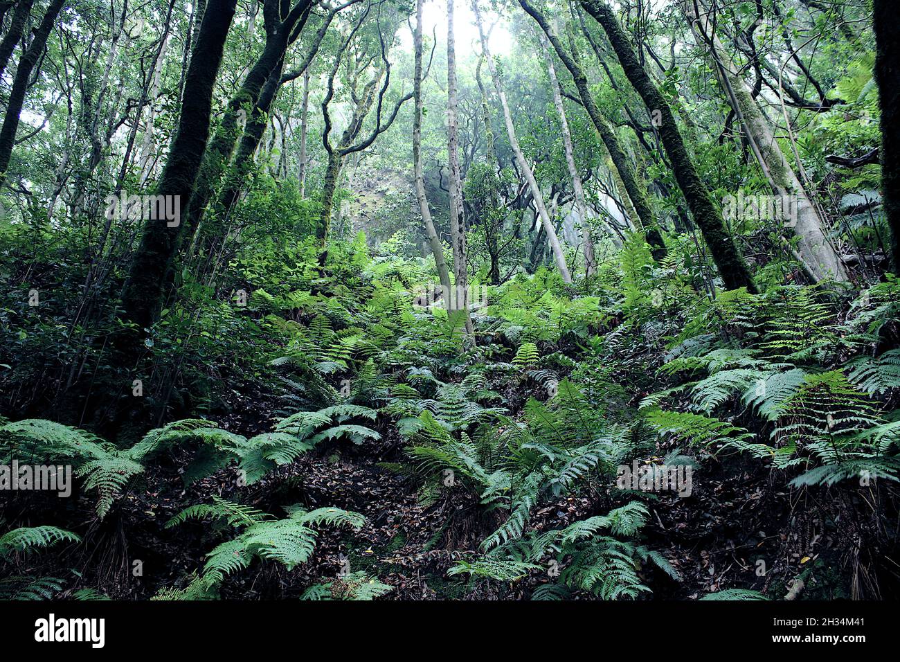 Sendero las siete Huertas en Taganana Foto Stock