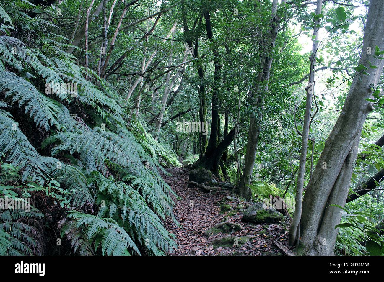 Sendero las siete Huertas en Taganana Foto Stock