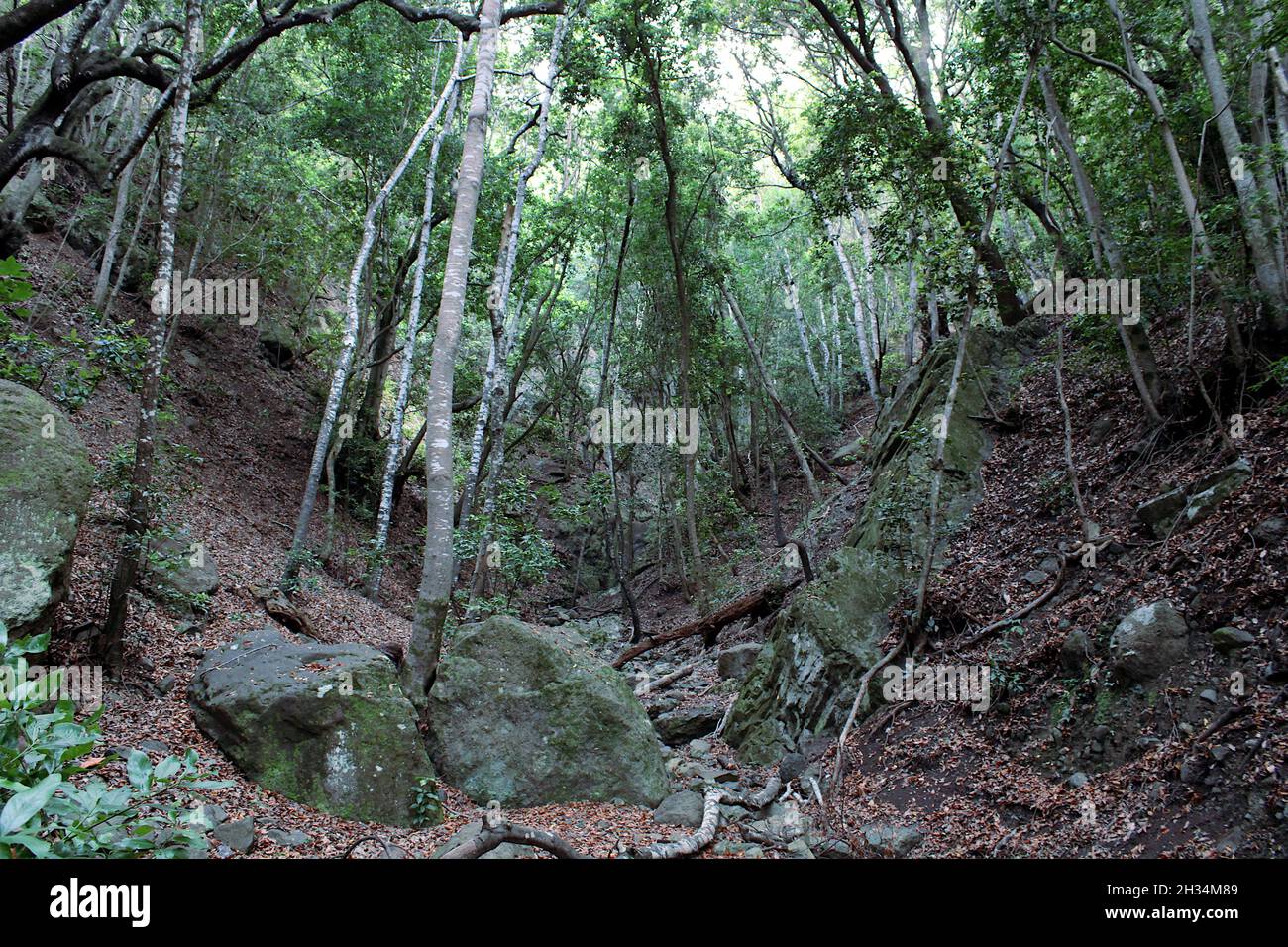 Sendero las siete Huertas en Taganana Foto Stock