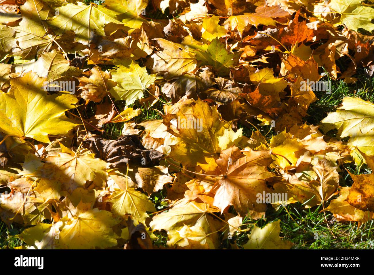 Gelbes Herbstlaub eines Ahornbaumes im Salzkammergut, Oberösterreich, Europa - foglie gialle autunnali di un acero nel Salzkammergut, Austria superiore Foto Stock