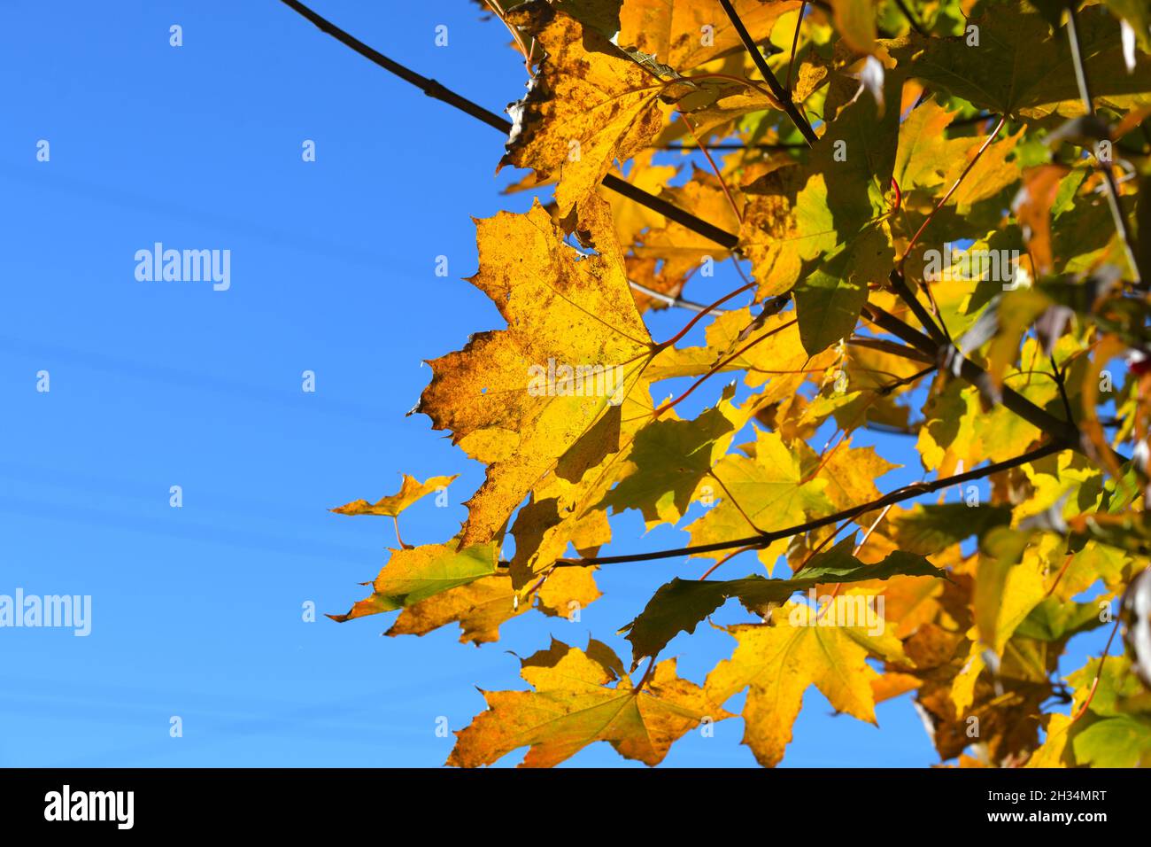 Gelbes Herbstlaub eines Ahornbaumes im Salzkammergut, Oberösterreich, Europa - foglie gialle autunnali di un acero nel Salzkammergut, Austria superiore Foto Stock