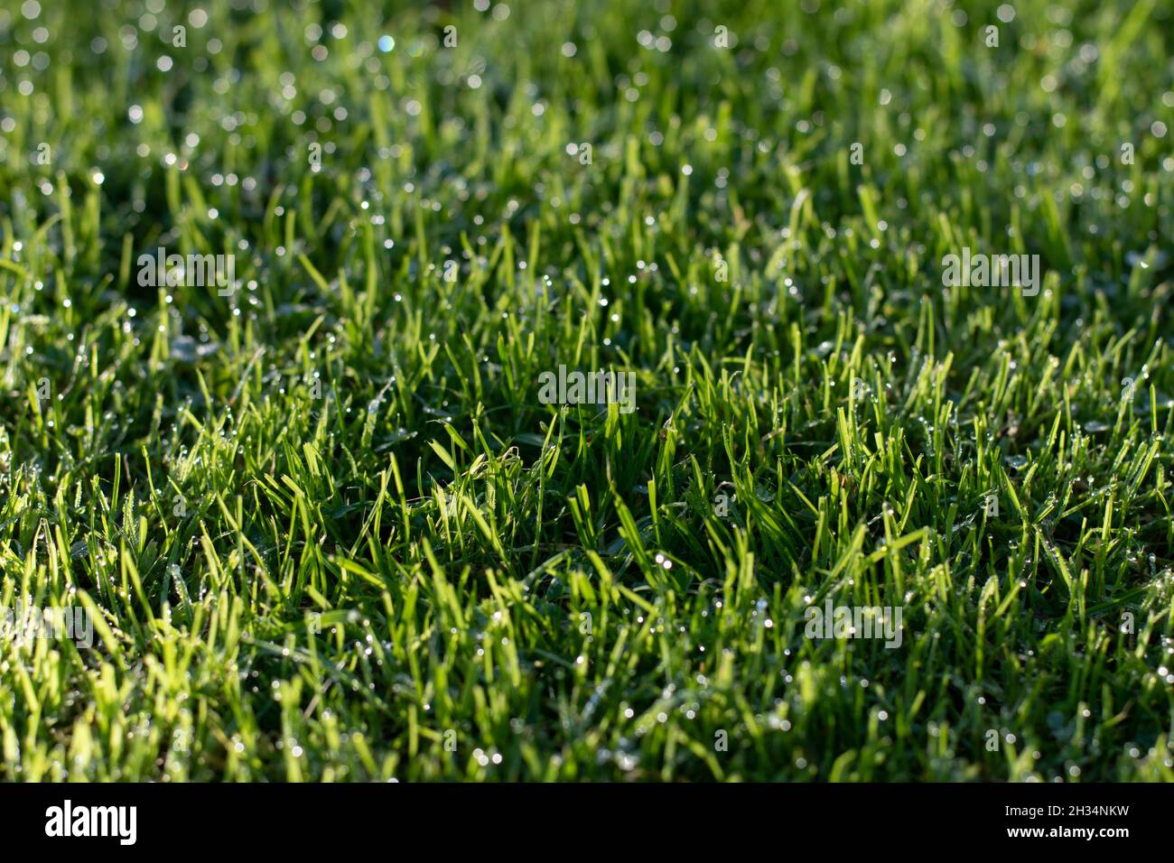 Verde erba texture natura rugiada calma verde prato gocce d'acqua Foto Stock