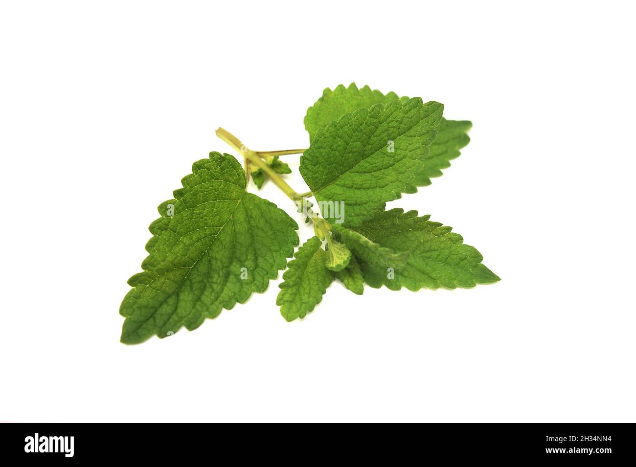 Melissa officinalis, foglie di balsamo al limone su sfondo bianco Foto Stock