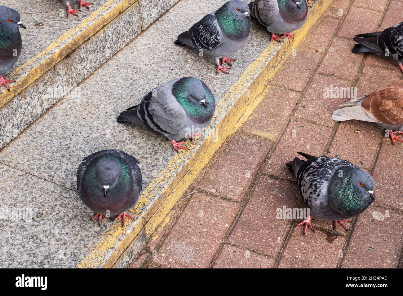 Una folla di piccioni seduti sui gradini Foto stock - Alamy