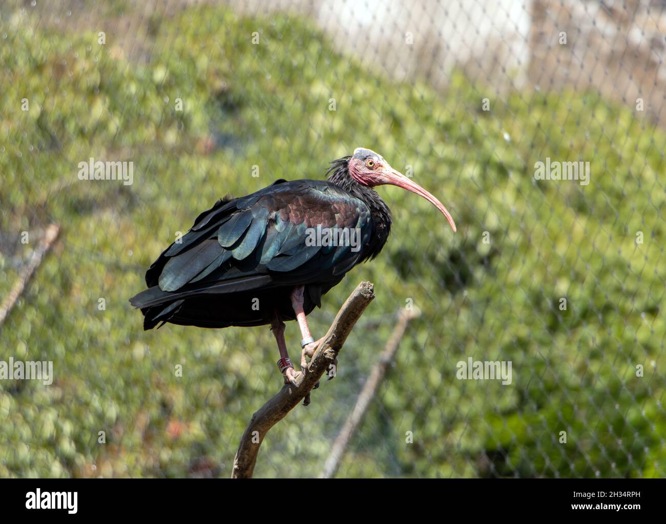 Il calvo settentrionale ibis, l'hermit ibis o il waldrapp (Geronticus eremita) su un ramo asciutto Foto Stock