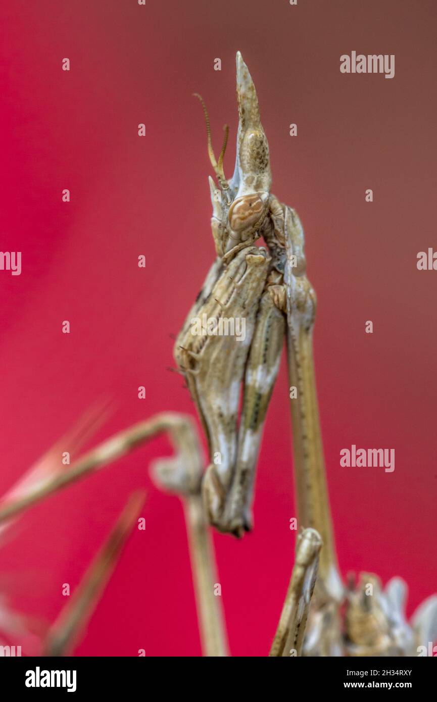 Primo piano Ritratto di mantis Conehead (Empusa Pennata) macchia mediterranea insetto predatore imboscato su sfondo rosso Foto Stock