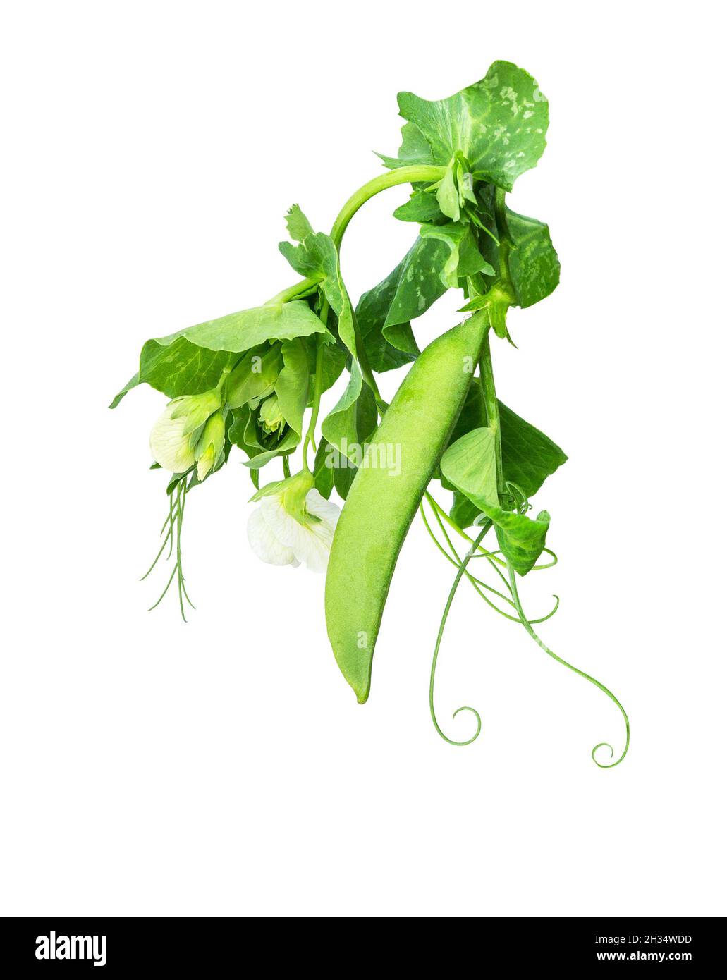 Piselli verdi dolci (fagioli) con foglie verdi e fiori. Vista dall'alto. Piselli (fagioli) isolato sfondo bianco. Foto Stock