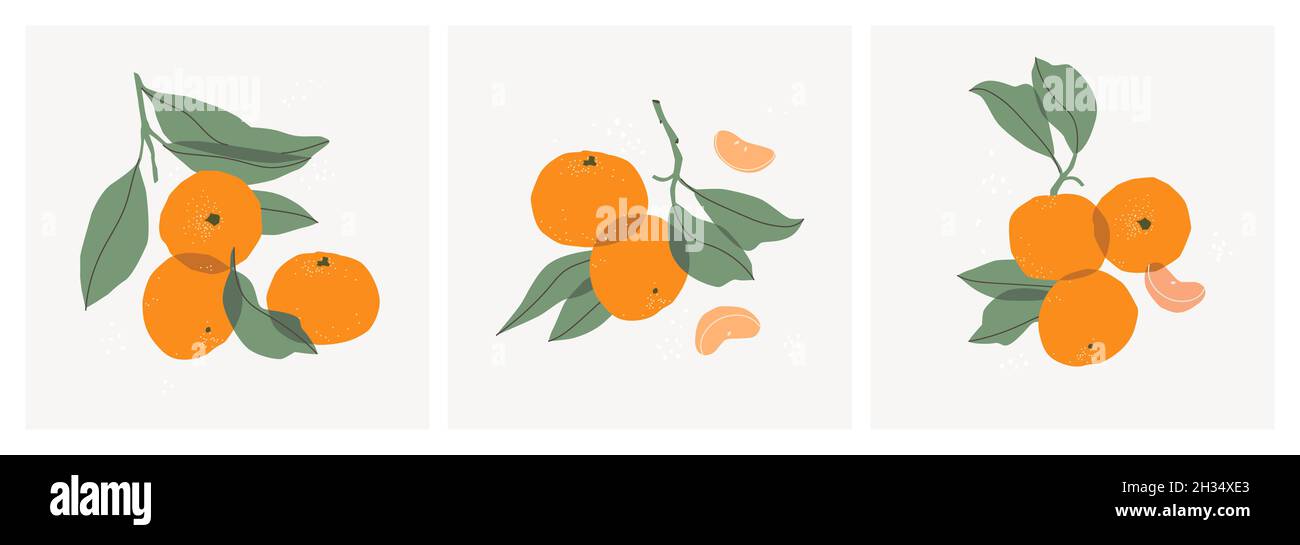 Set di vita decorativa con i tangerini. Disegno a mano di fettine di mandarino, ramoscelli e foglie. Ideale per la stampa, poster, cartoline, creazione di design Illustrazione Vettoriale