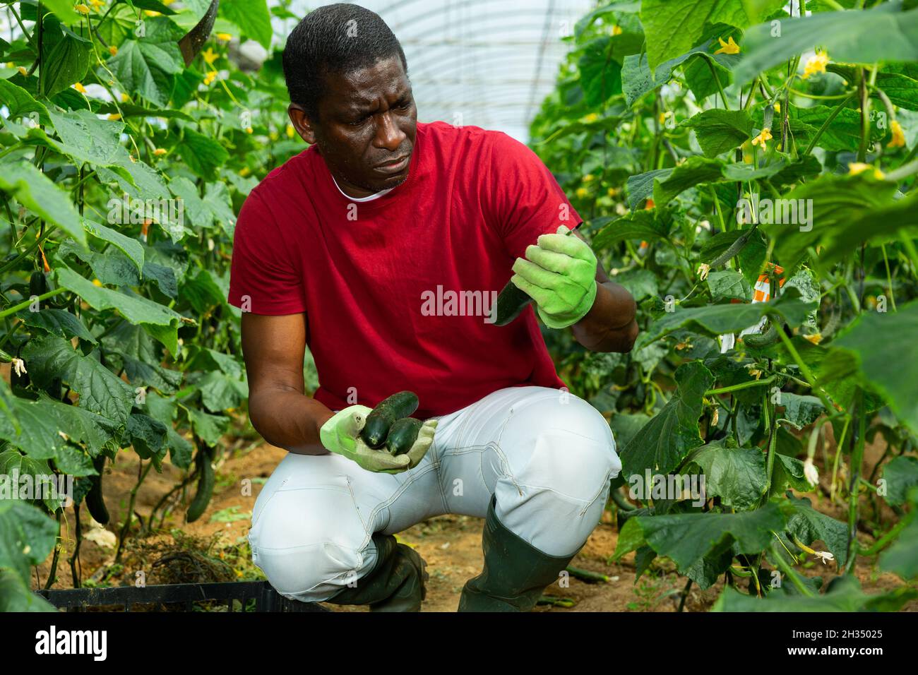 Coltivatore afroamericano che raccoglie cetrioli Foto Stock
