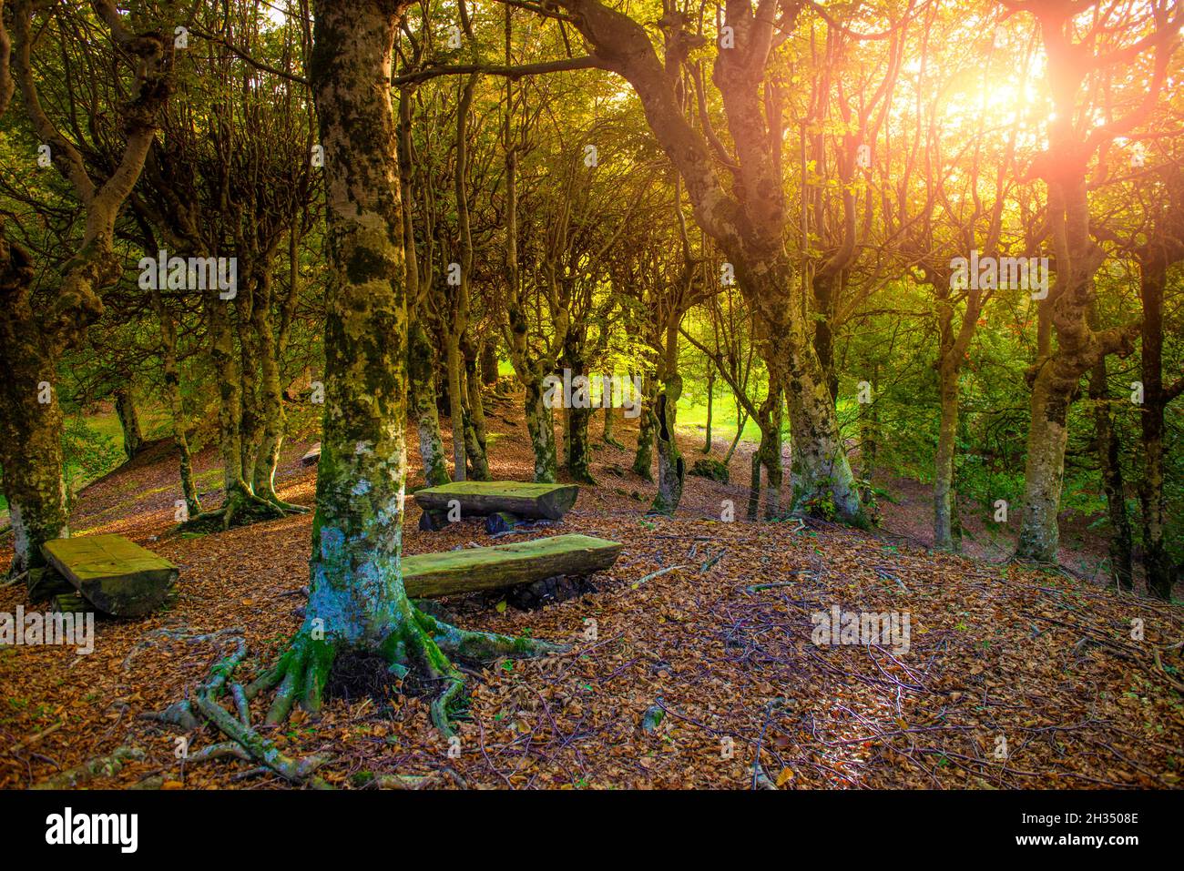 panchine nel bosco al tramonto Foto Stock