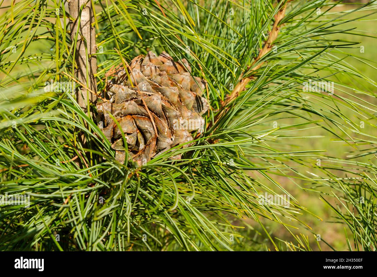 Un cono maturo caduto, imbevuto di resina di cedro, appeso in rami di cedro. La resina di cedro di NUTS è usata nella medicina e nella cottura. Messa a fuoco selettiva. Foto Stock