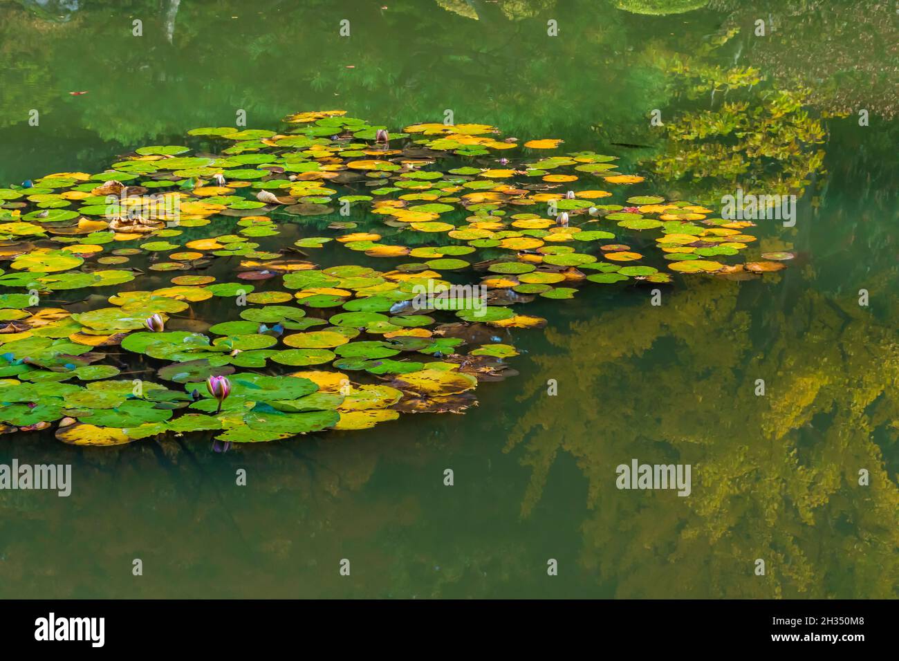 Delizioso laghetto a Seattle Japanese Garden, Seattle, Washington state, USA Foto Stock