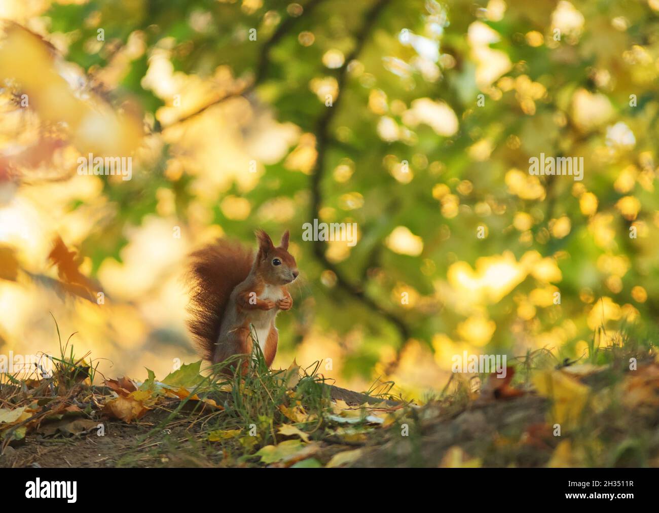 Rosso, scoiattolo; Eurasiano; Sciurus; vulgaris; parco; caduta; autunno; foglie; albero; Scalata; Stromovka; Praga; Repubblica Ceca; piccolo; animale; foresta; foglia; Foto Stock