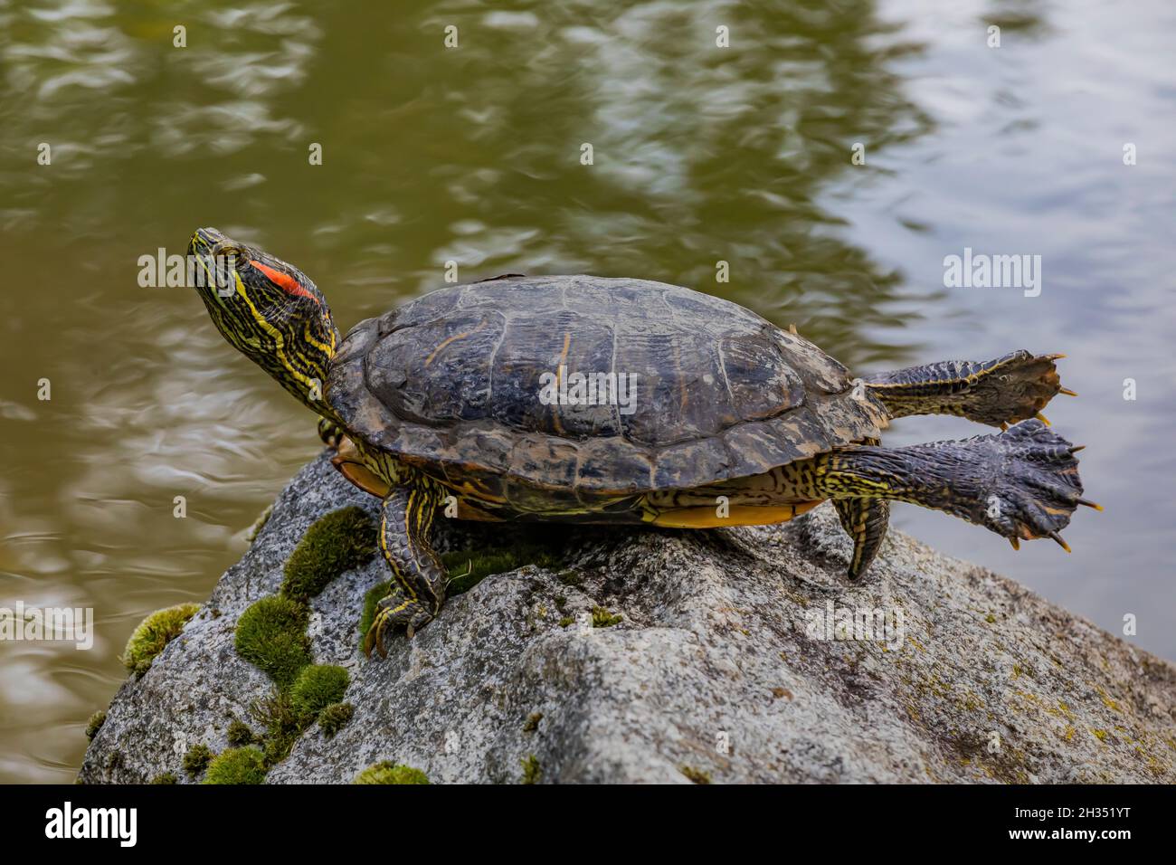 Cursore rosso-earred, Trachemys scripta elegans, crogiolarsi di roccia in stagno nel giardino giapponese di Seattle, Seattle, stato di Washington, Stati Uniti Foto Stock