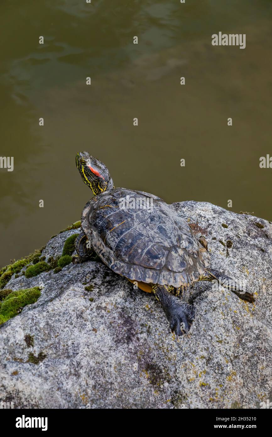 Cursore rosso-earred, Trachemys scripta elegans, crogiolarsi di roccia in stagno nel giardino giapponese di Seattle, Seattle, stato di Washington, Stati Uniti Foto Stock