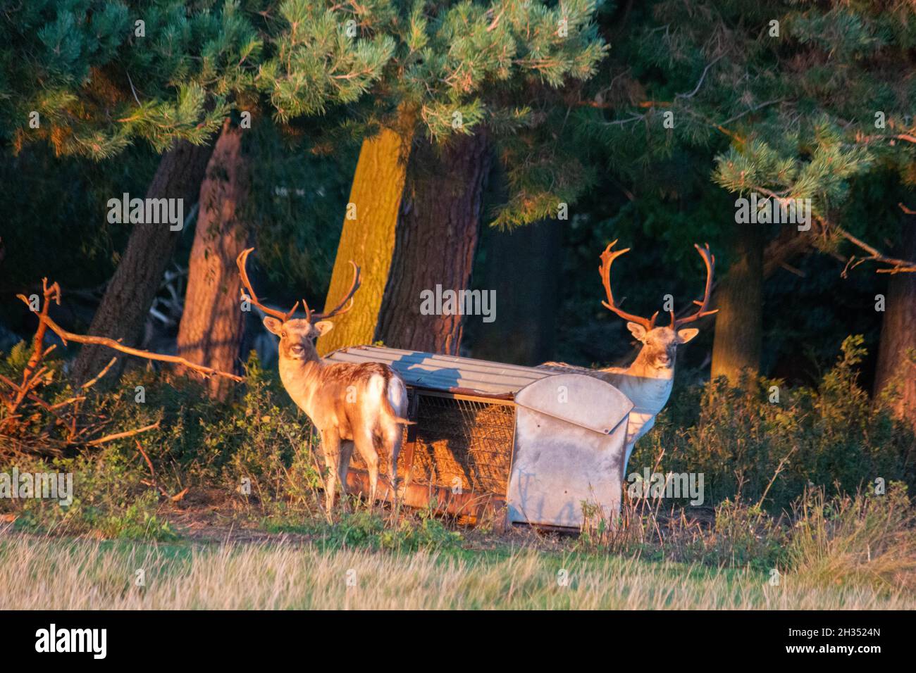 Cervi, Shropshire. Foto Stock