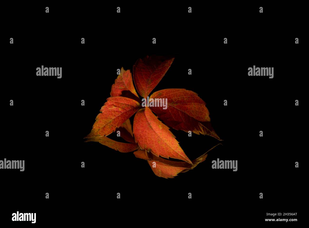 Layout creativo in autunno foglie ramo con riflessione a specchio, su sfondo scuro. Minimo astratto stagione specifica e concetto di autunno. Foto Stock