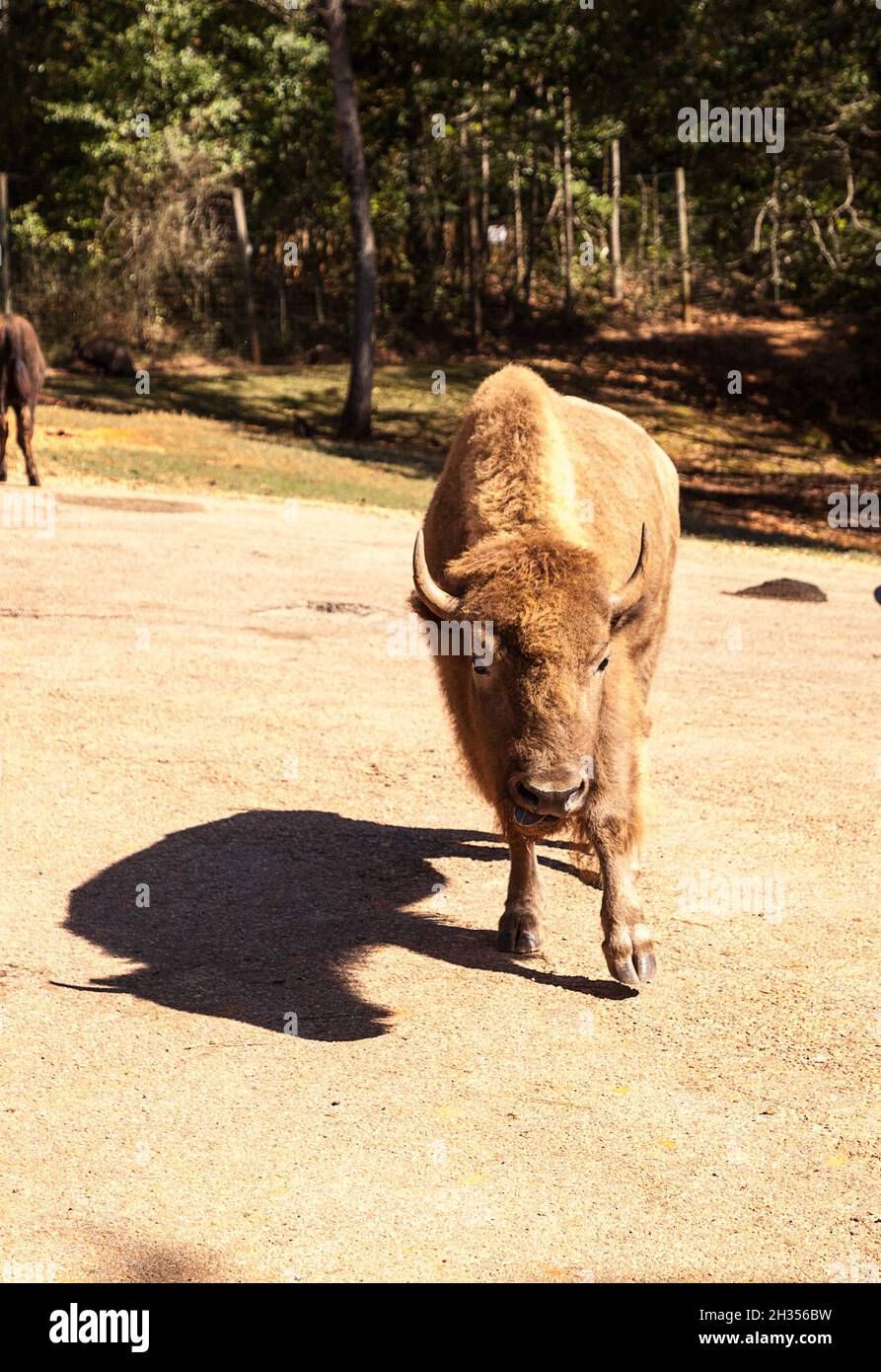 Il bisonte americano si chiama anche bisonte o bufalo americano ed è trovato nel Dakota del Sud. Foto Stock