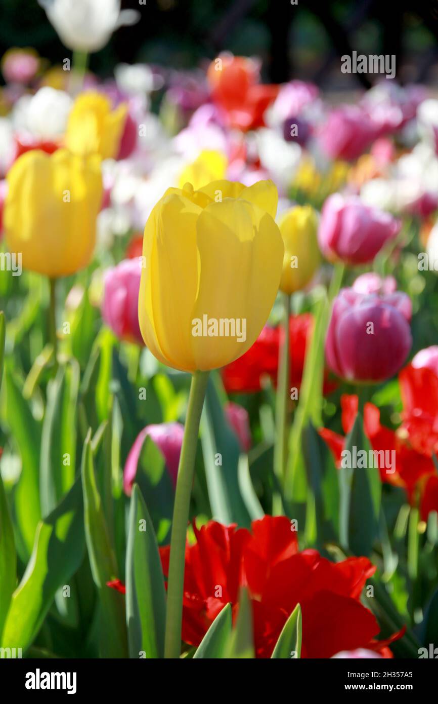 Vivaci tulipani colorati in fiore al Parco Botanico di Araluen Foto Stock