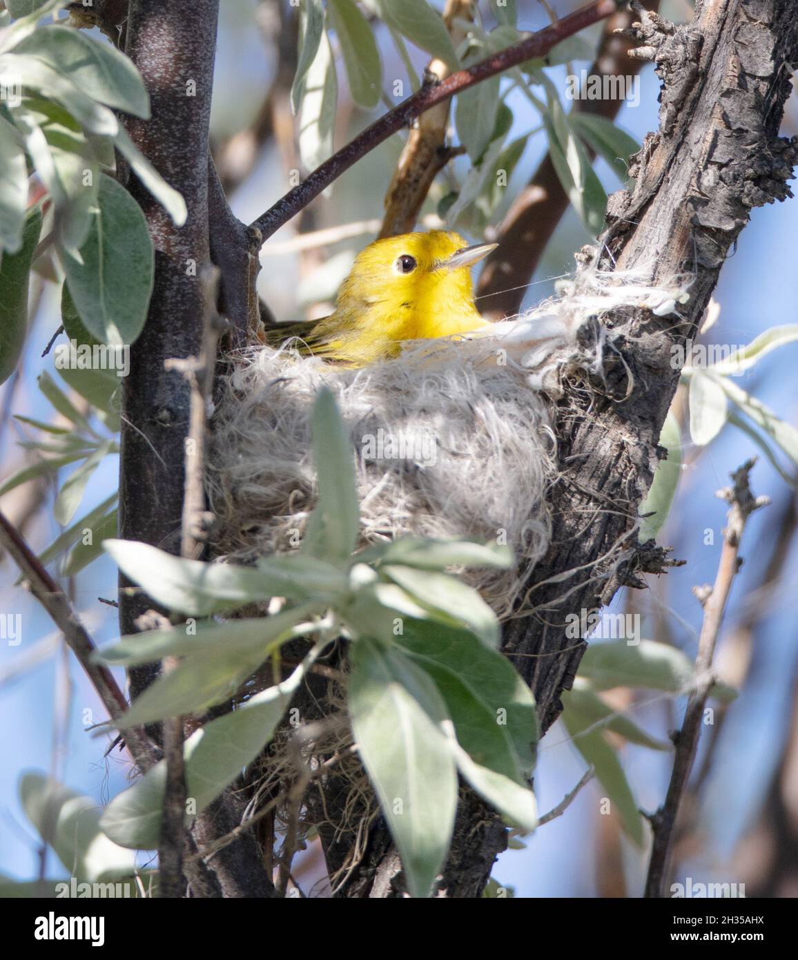 Un Warbler giallo (Setophaga petechia) nidifica in un piccolo albero vicino ad una palude nel campo di Jack's Creek, Idaho, USA Foto Stock