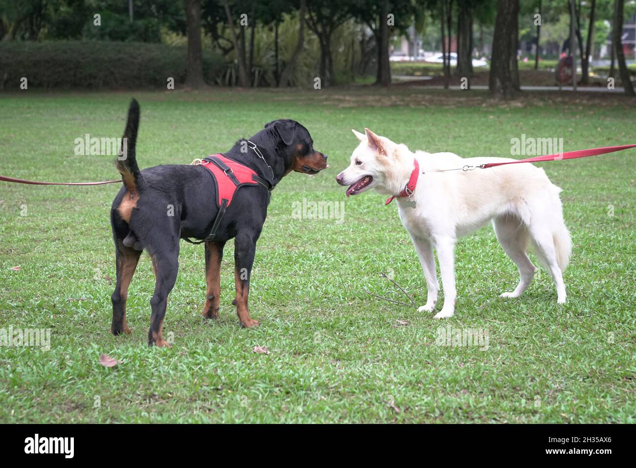 Rottweiler e White Swiss Shepherd cani di fronte l'uno all'altro sul campo. Concetto di socializzazione del cane. Foto Stock