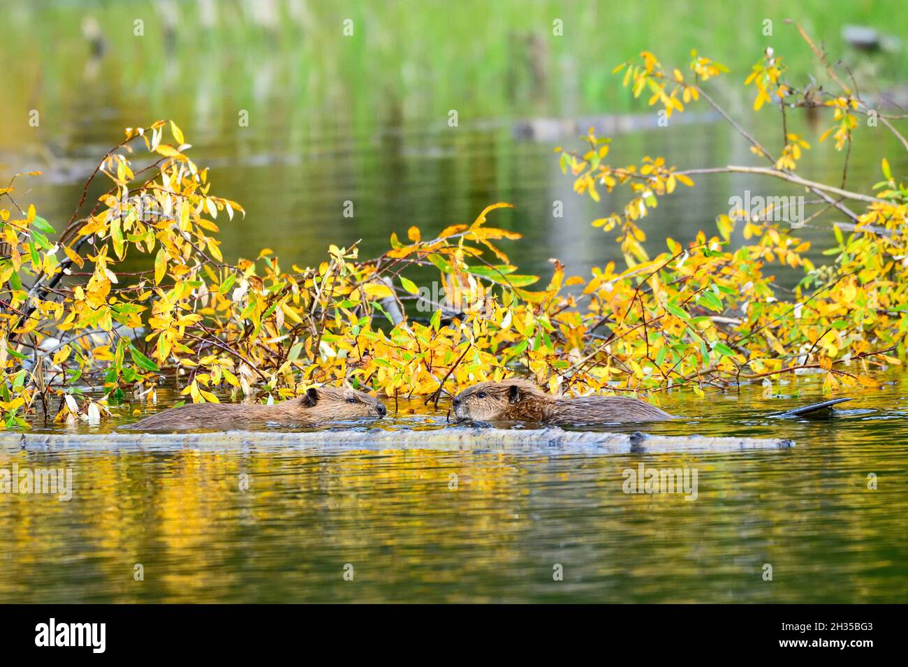 Due giovani castori 'Castor canadensis', nutrendo e giocando al mucchio di alimentazione invernale nel laghetto dei castori al lago Maxwell vicino Hinton Alberta Canada. Foto Stock